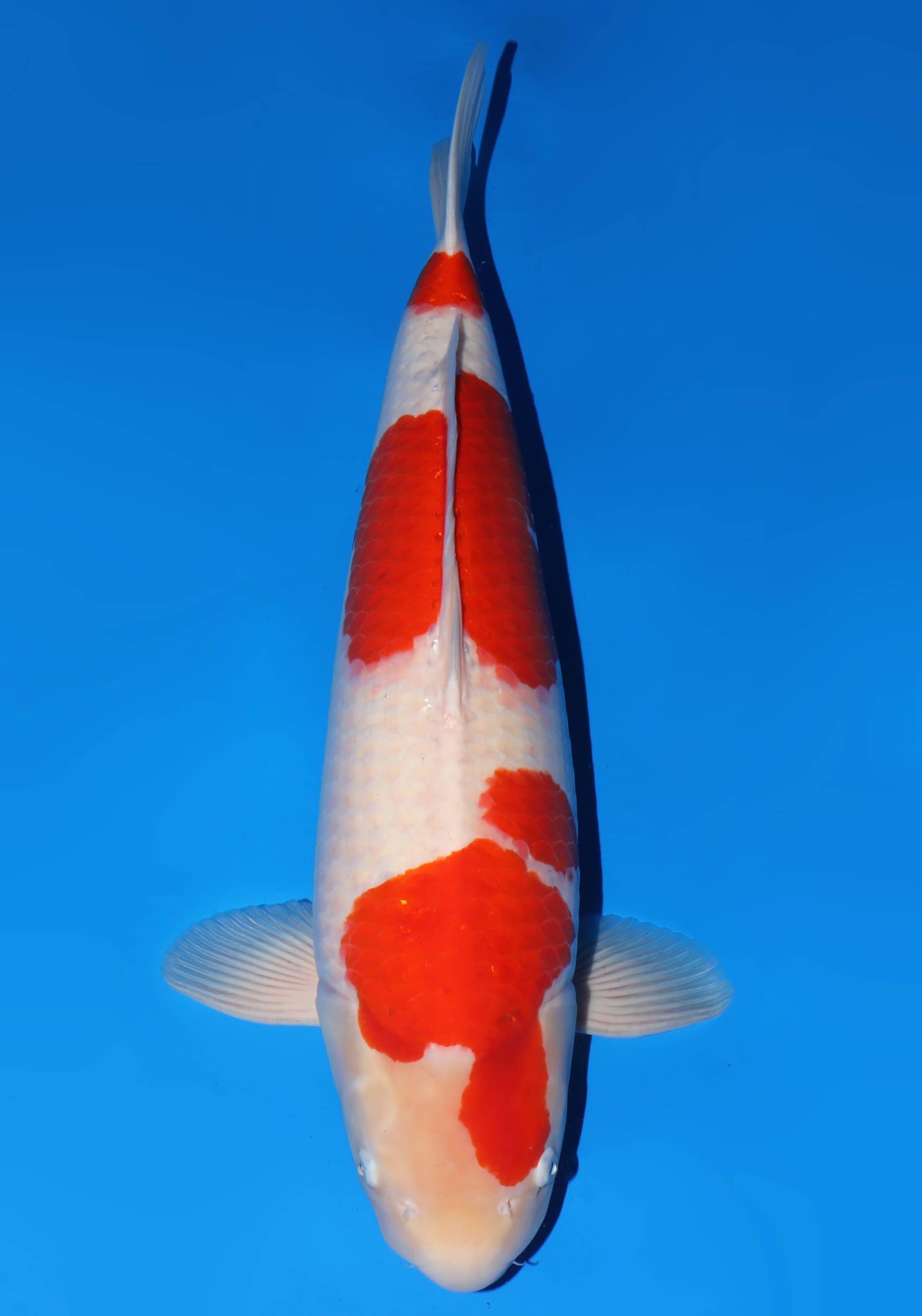 Japanse koi Dainichi Toyota Kohaku Kinsen x Nao Sansai 68 cm Female