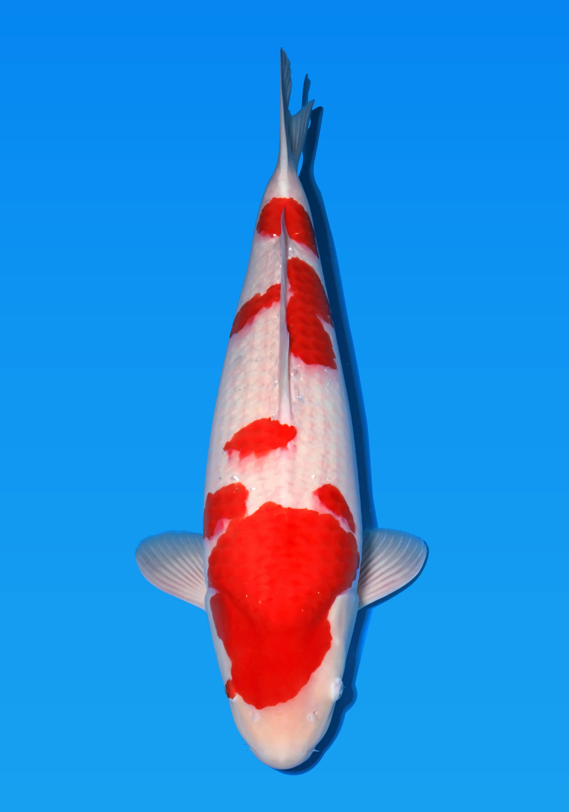 Japanse koi te koop Sakai Fish Farm Kohaku Miss Milano Tosai 58 cm Female