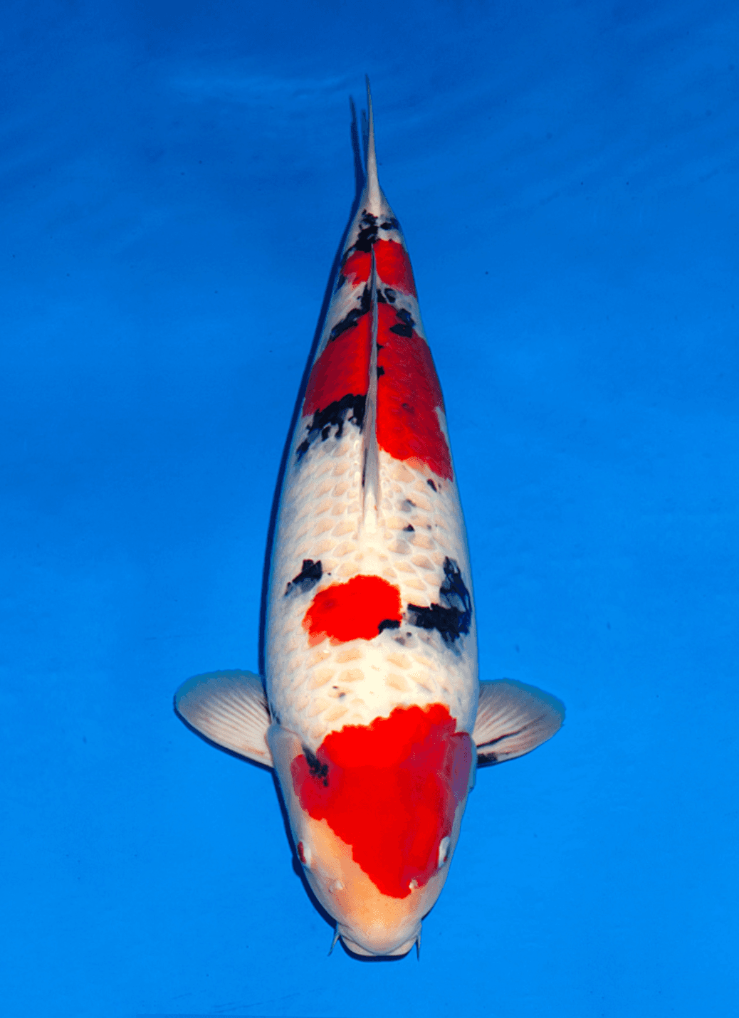 Japanse koi te koop Ogata Sanke Sakai Nisai 65 cm Female