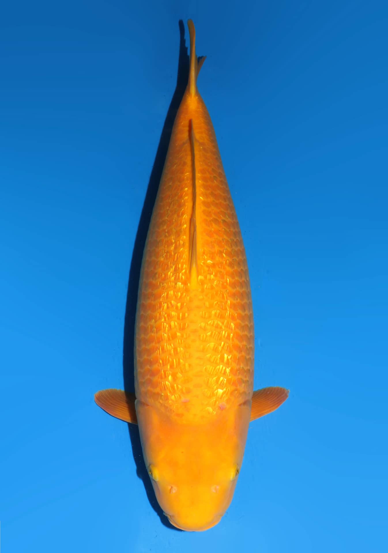 Japanse koi Dainichi Karashigoi YellowMonkey Sansai 72 cm Female