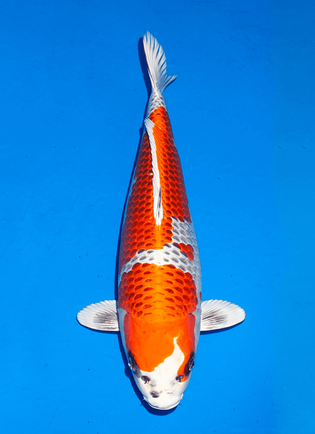 Japanse koi te koop Ogata Kujaku Omosako Tosai 50 cm Female