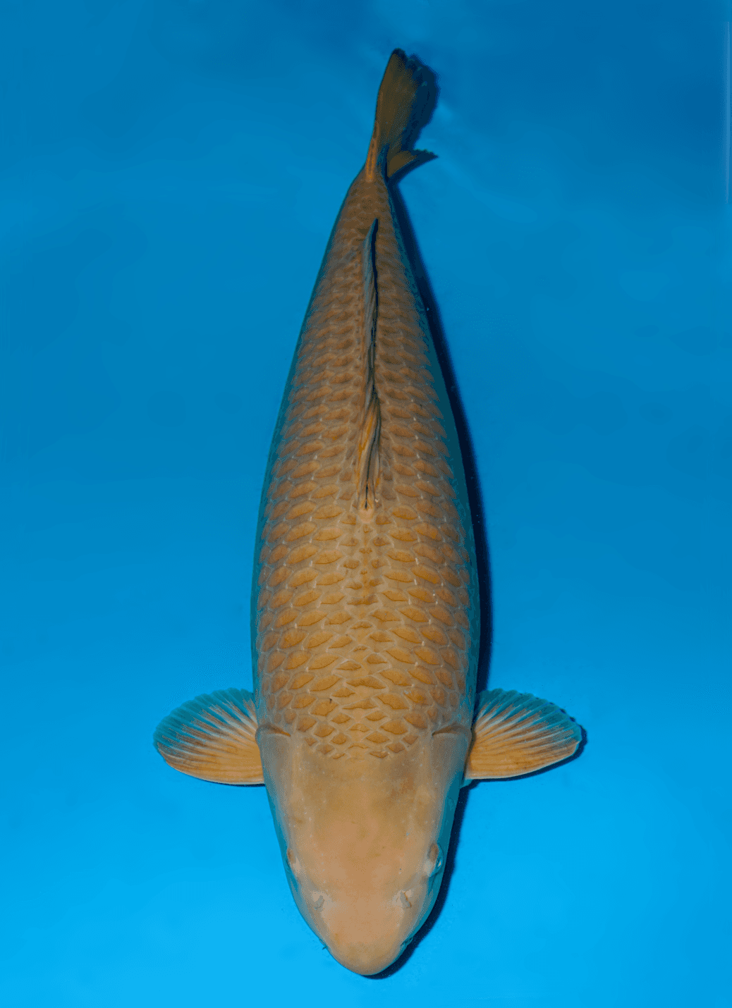 Japanse koi te koop Ikarashi Chagoi Gosai 78 cm Female