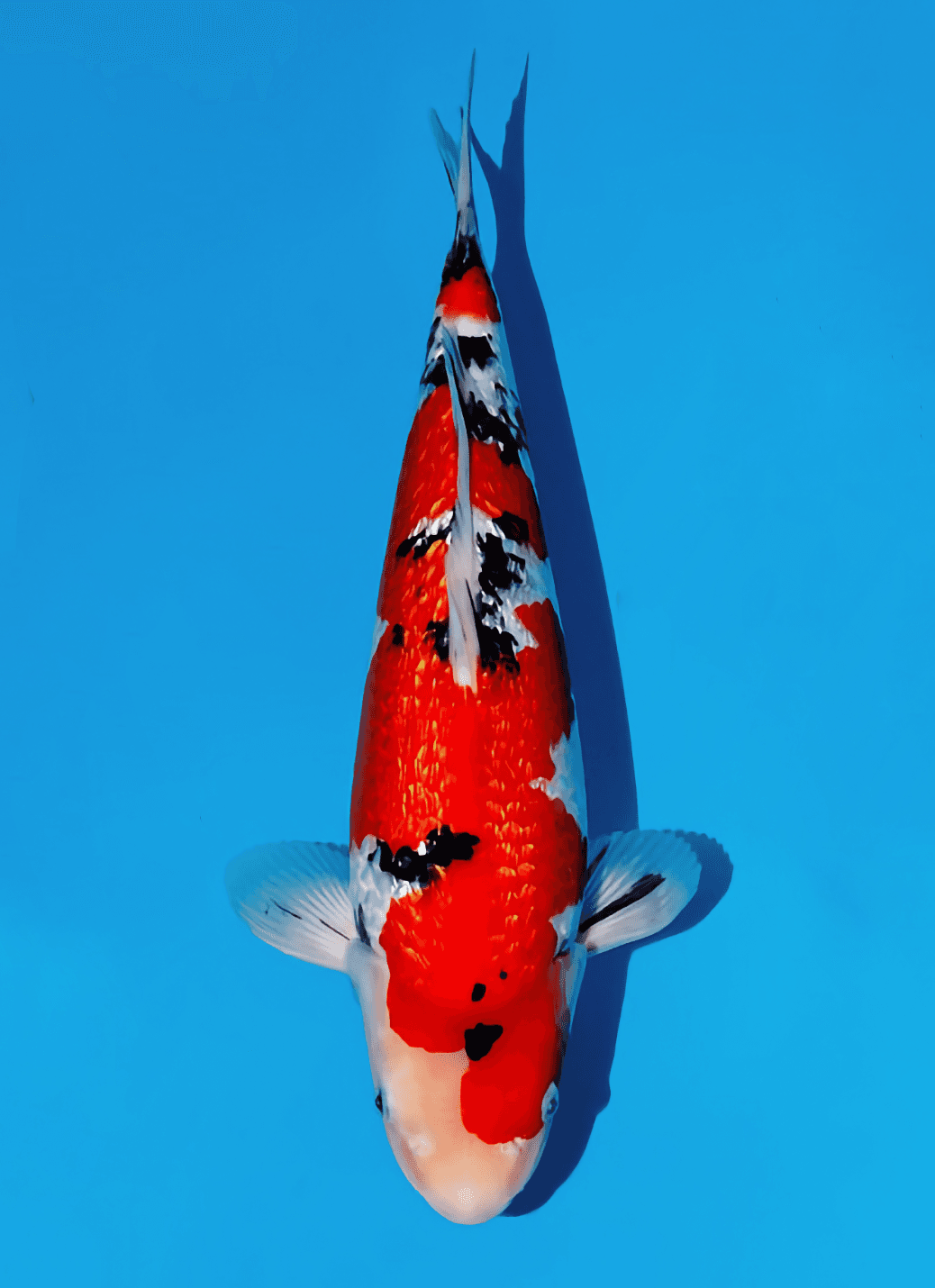 Japanse koi te koop Momotaro Ginrin Sanke Kamuy Tosai 38 cm Male