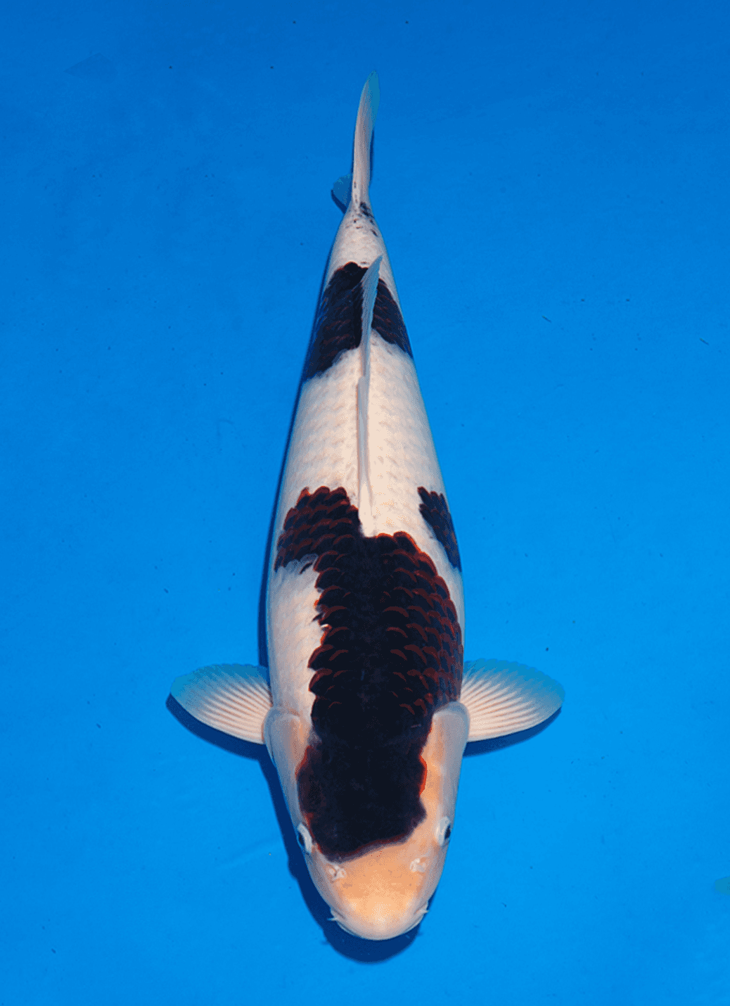 Japanse koi te koop Ogata Goromo BlackBudo Tosai 54 cm Female