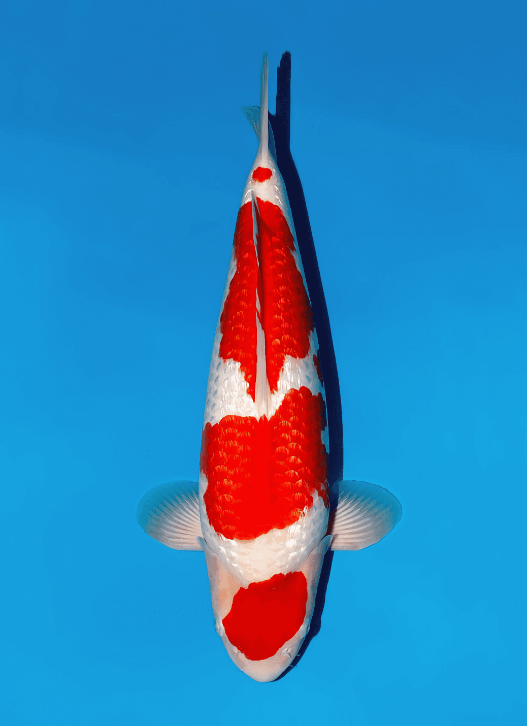 Japanse koi Momotaro Ginrin Kohaku Kamuy Tosai 51 cm Female