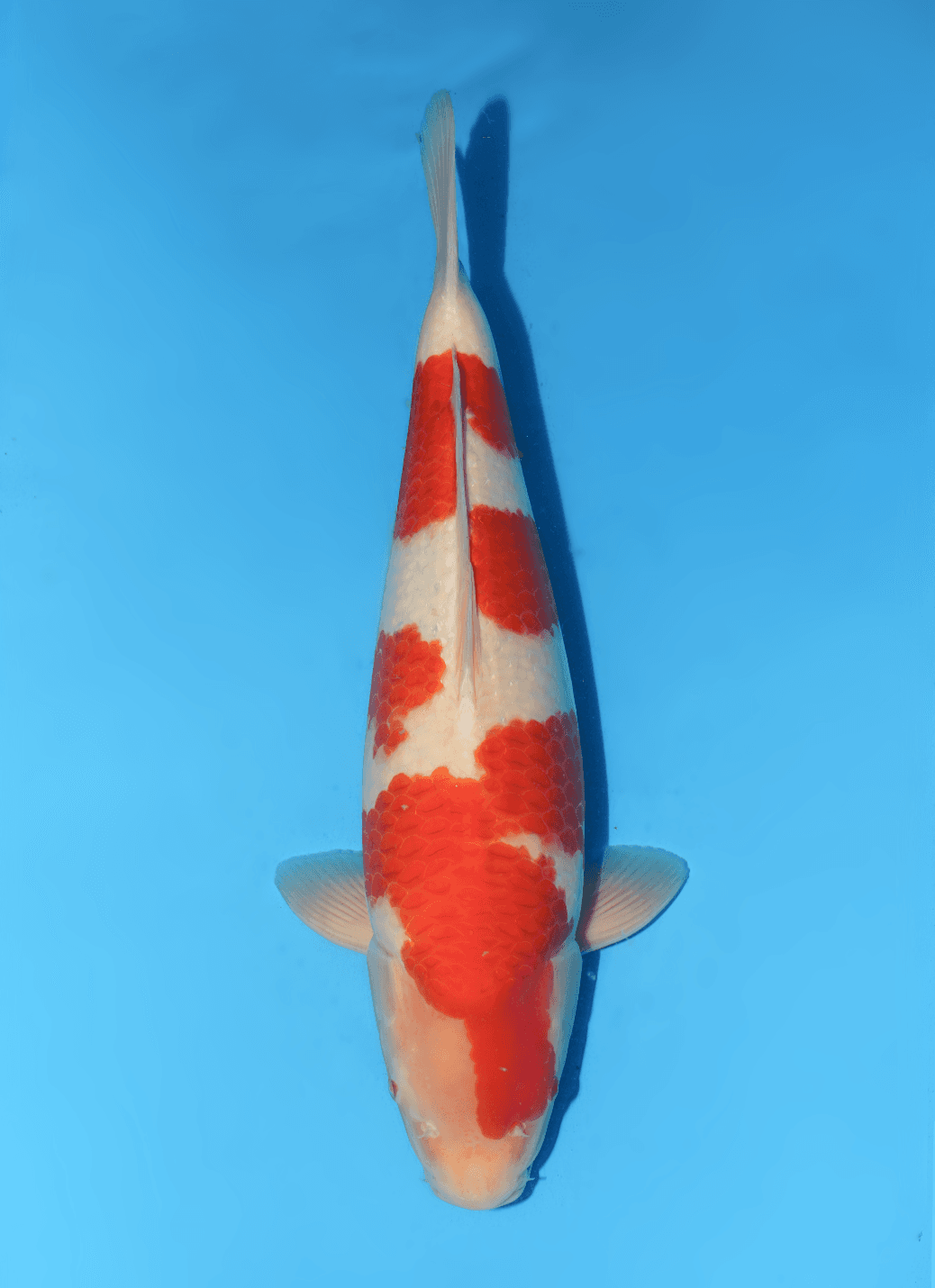 Japanse koi Dainichi  Kohaku RedTiger Nisai 51cm