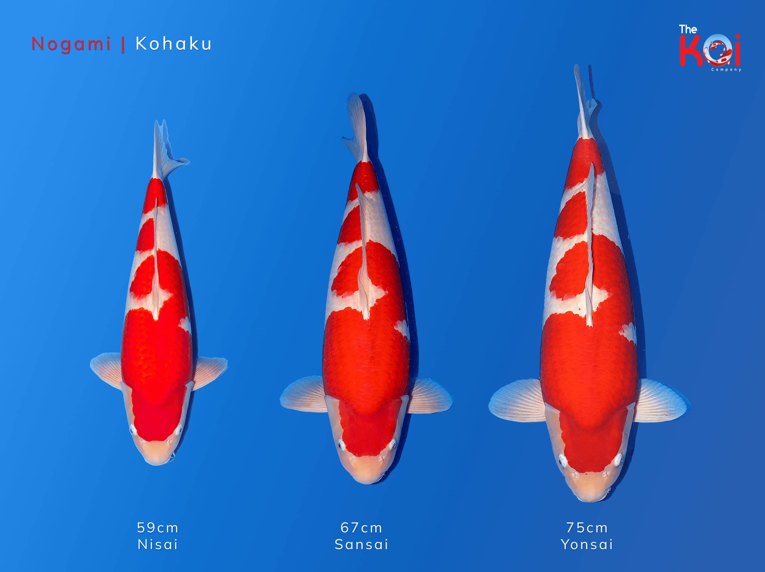 Japanse koi ontwikkeling Nogami Kohaku 