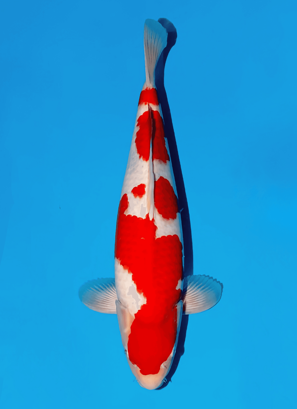 Japanse koi Momotaro  Kohaku Kamuy Tosai 50cm