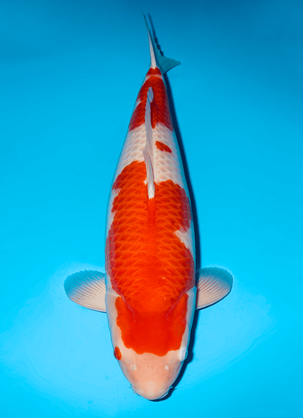 Japanse koi Sakai Fish Farm  Kohaku Purple Rain Yonsai 75cm