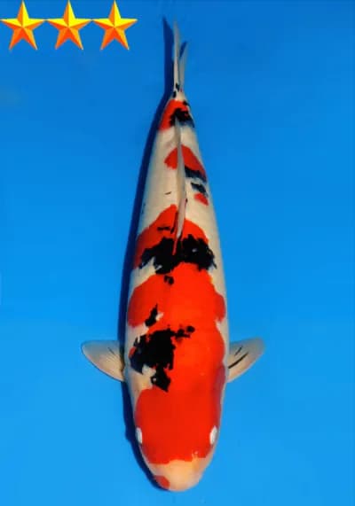 Japanse koi Dainichi  Sanke MSankeJr Sansai 63cm