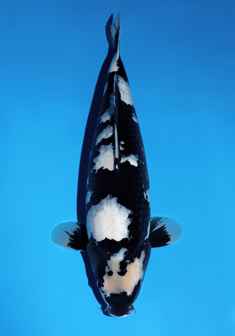 Japanse koi Omosako  Shiro-utsuri Y-1 Nisai 51cm