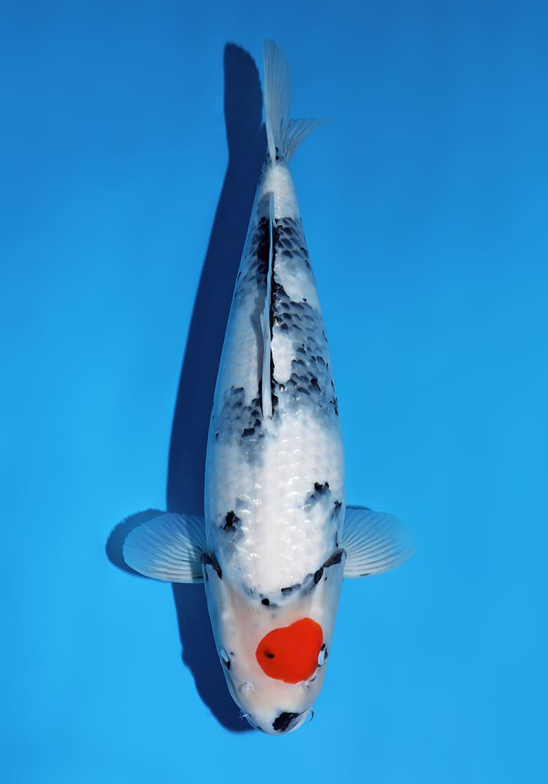 Japanse koi Omosako  Showa Y-1 Nisai 48cm