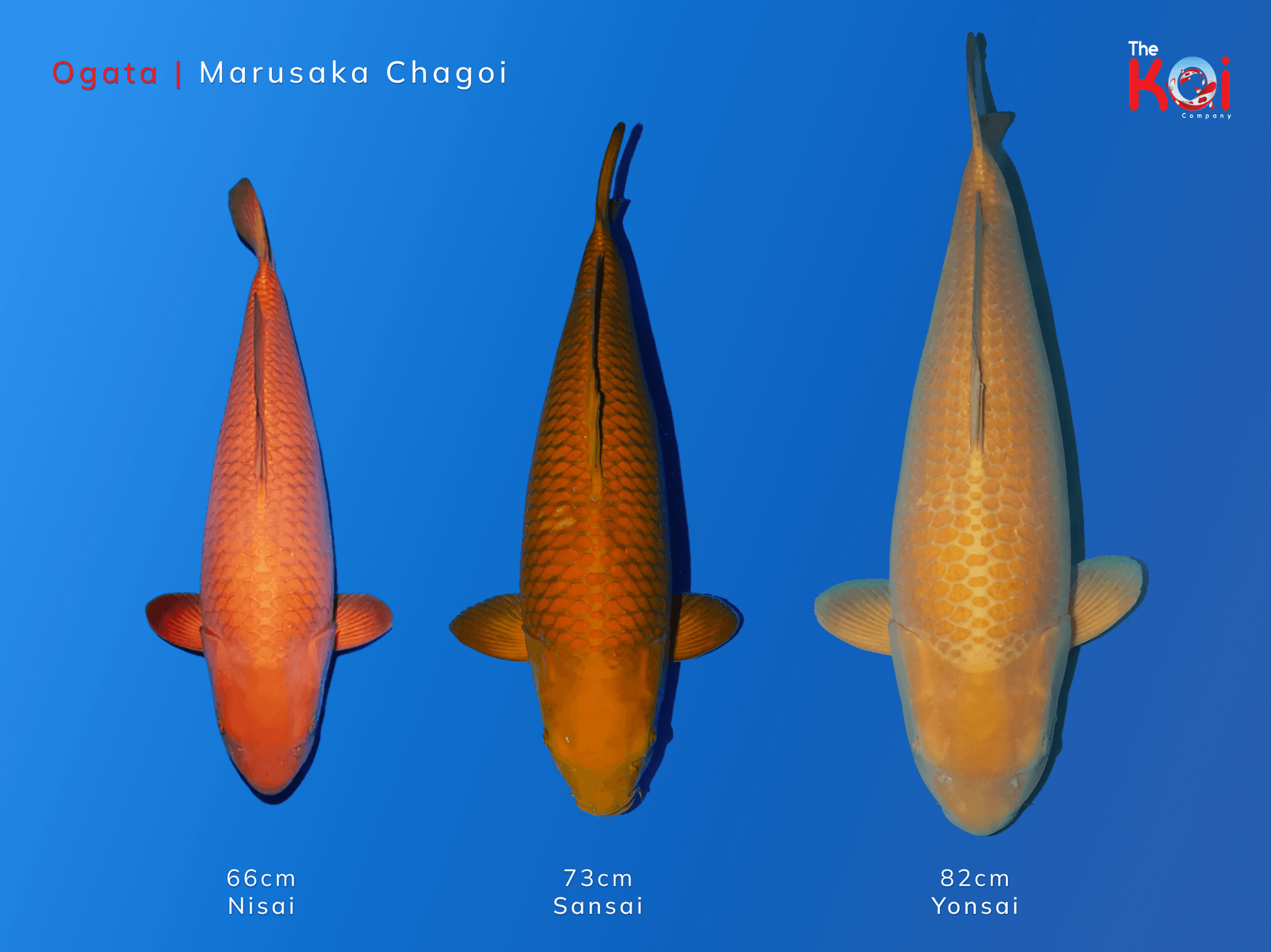 Japanse koi ontwikkeling Ogata Chagoi Marusaka