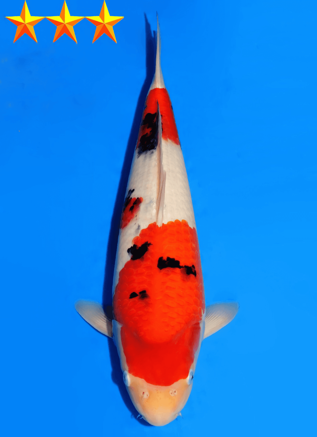 Japanse koi Dainichi  Sanke MSankeJr Tosai 44cm
