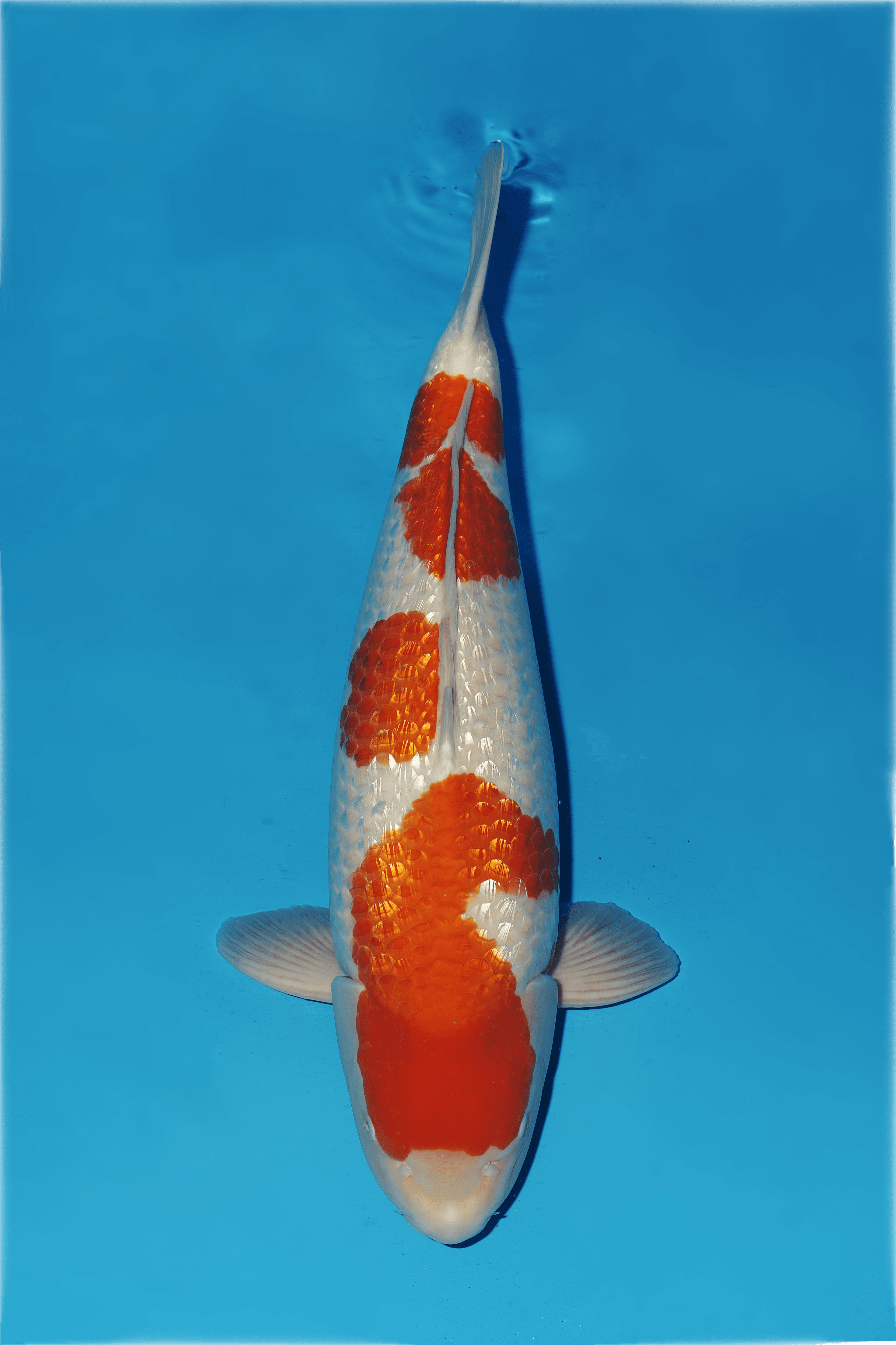 Japanse koi Dainichi Ginrin Kohaku XGinrin Gosai 65cm