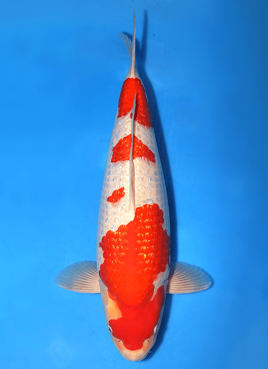 Japanse koi Torazo  Kohaku  Nisai 53cm