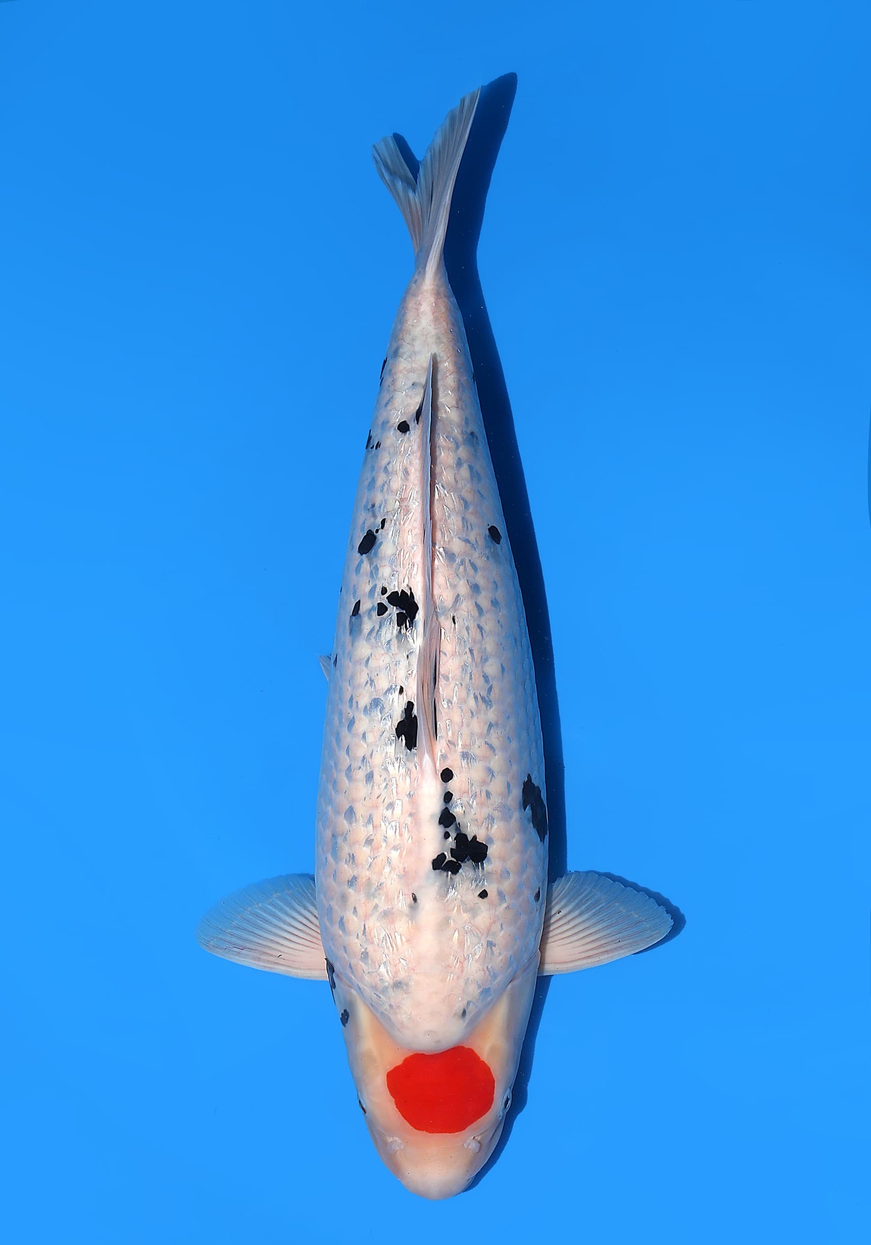 Japanse koi Hiroi Ginrin Sanke  Nisai 57cm