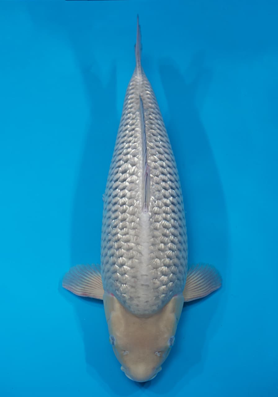 Japanse koi Dainichi Ginrin Soragoi  Gosai 75cm