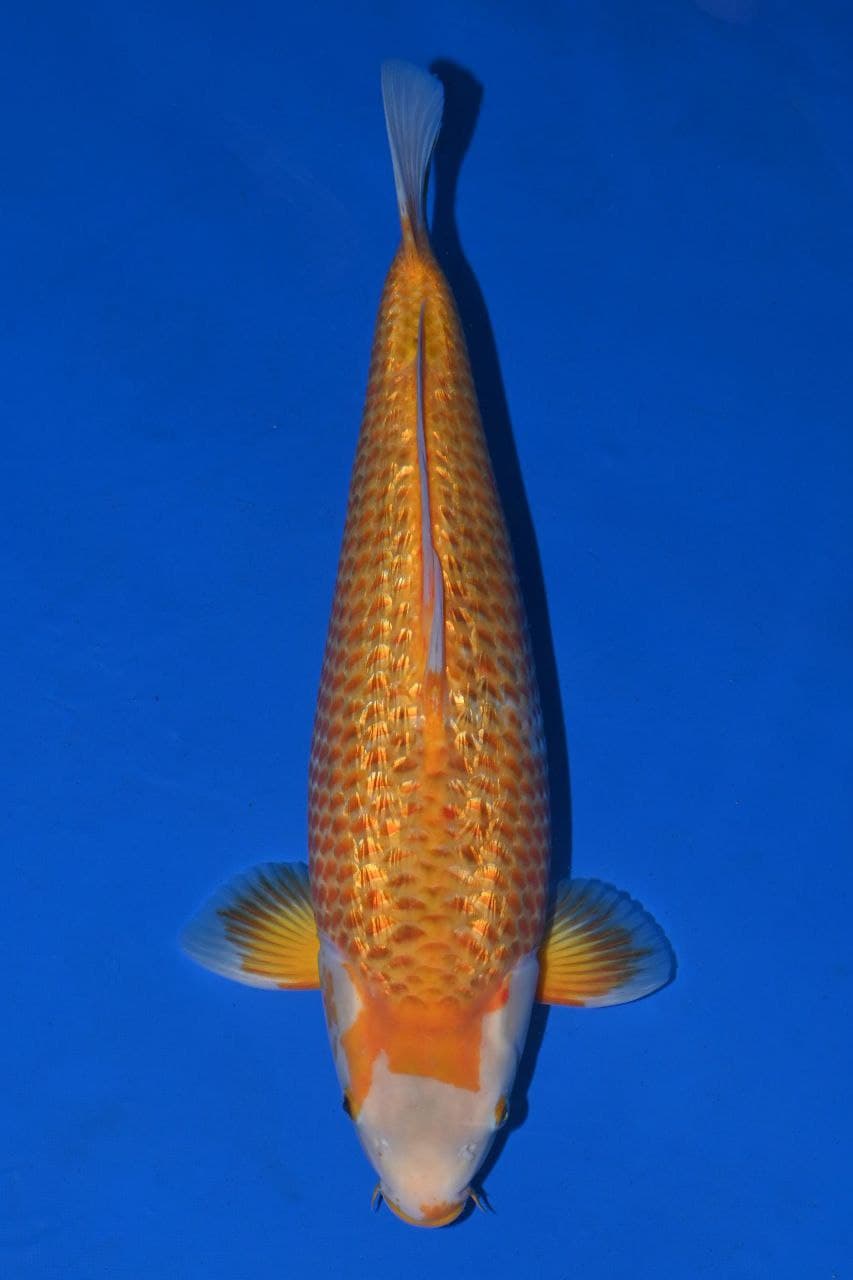 Japanse koi Taniguchi Ginrin Karashigoi Golden Corn Nisai 55cm