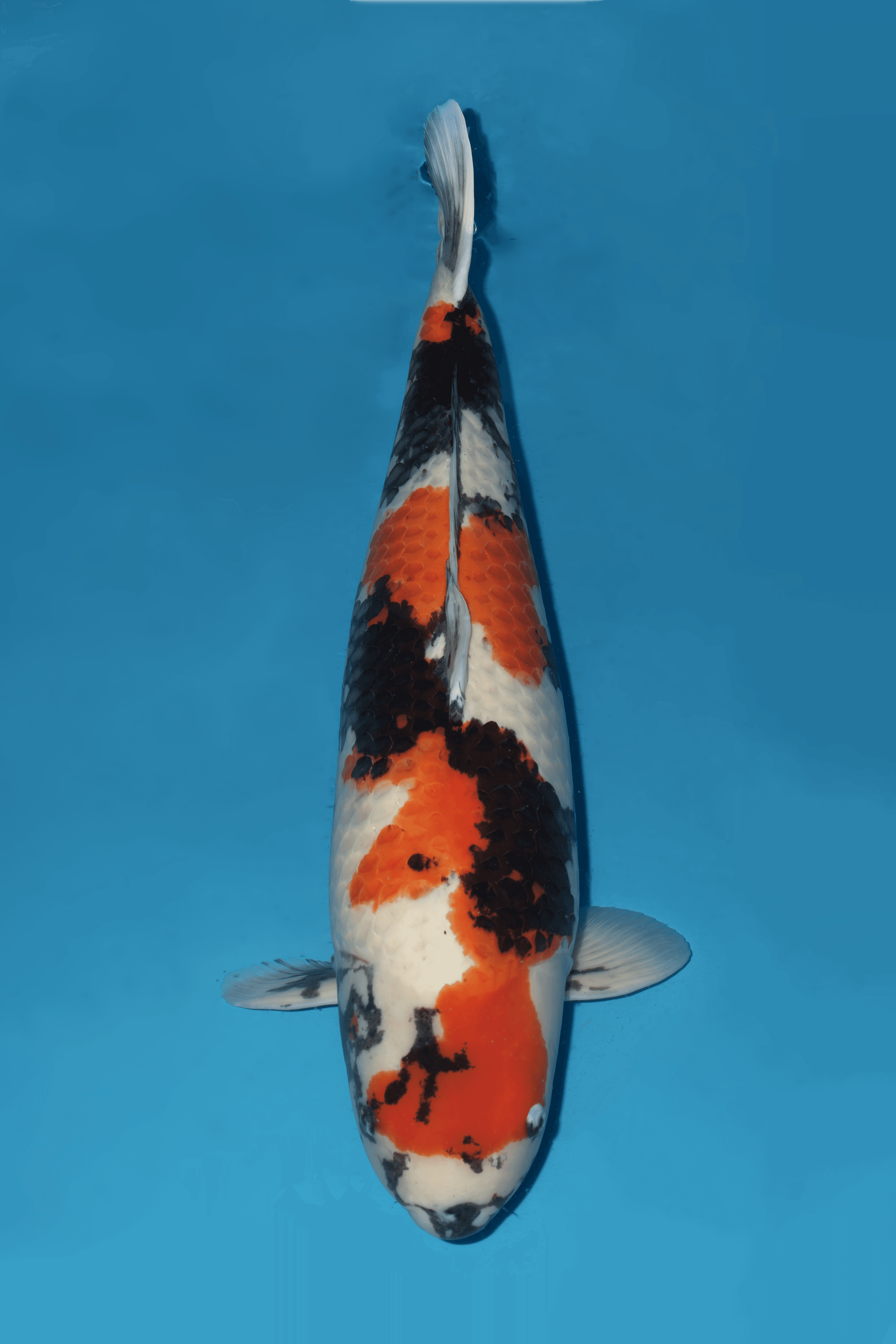 Japanse koi Momotaro  Showa  Rokusai + 88cm