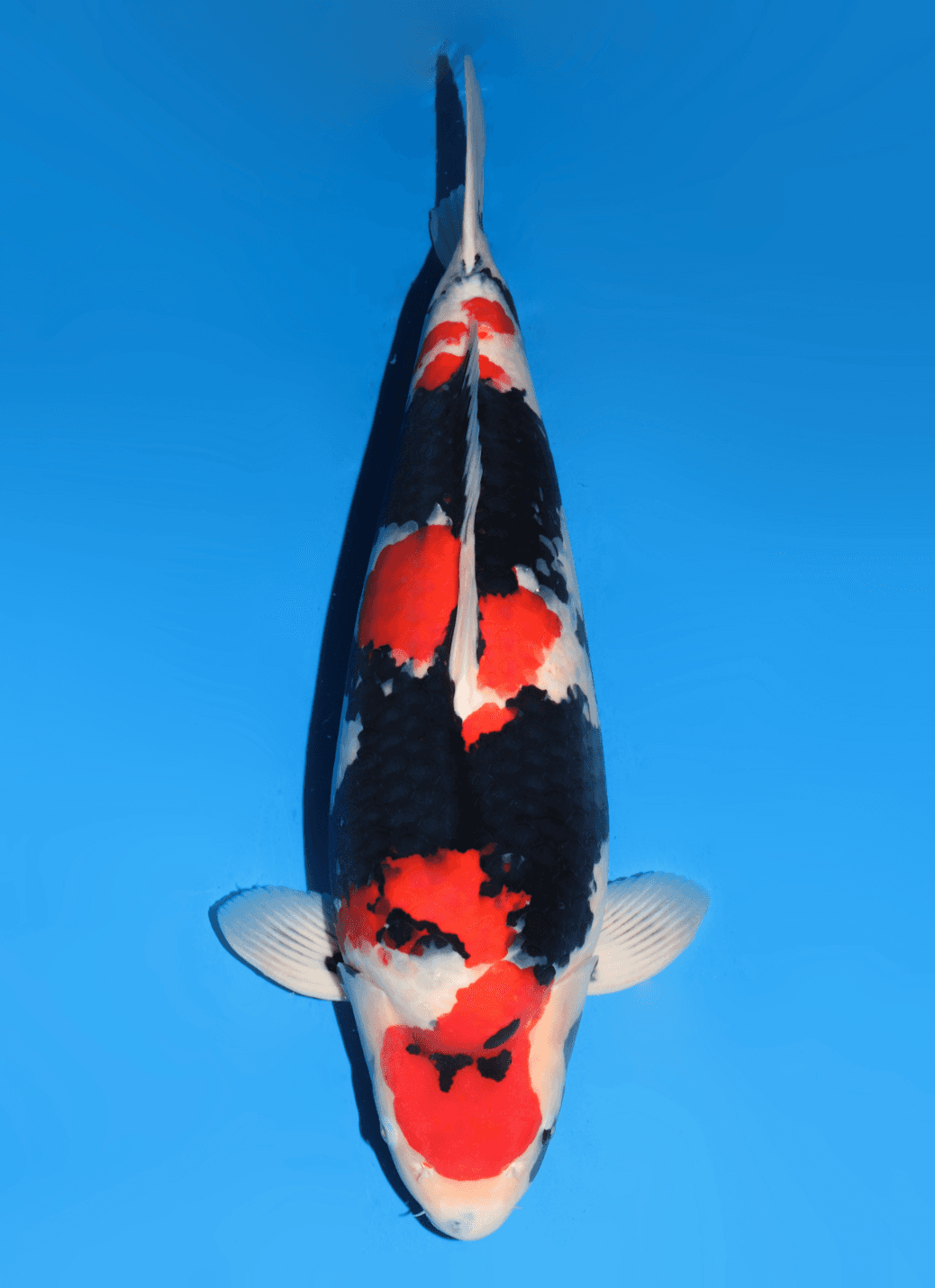 Japanse koi Dainichi  Showa MonaLisa Yonsai 74cm