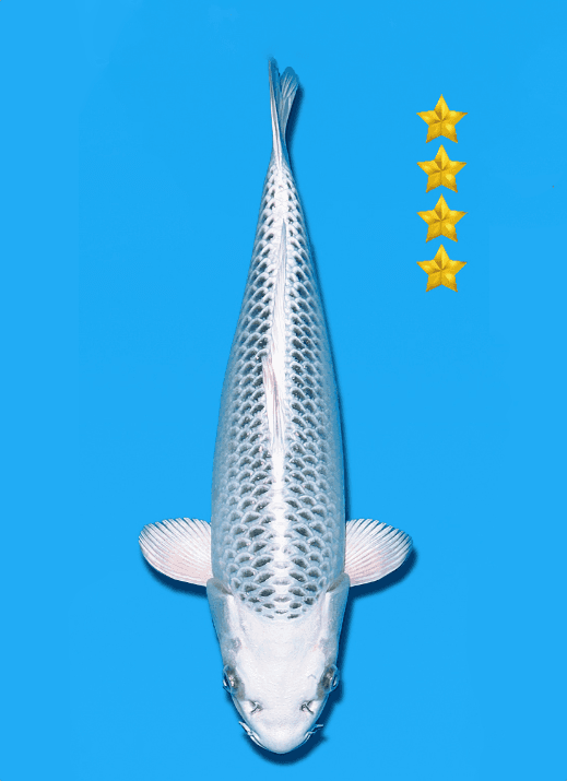 Japanse koi Ogata  Kin Matsuba Omosako Tosai 34cm