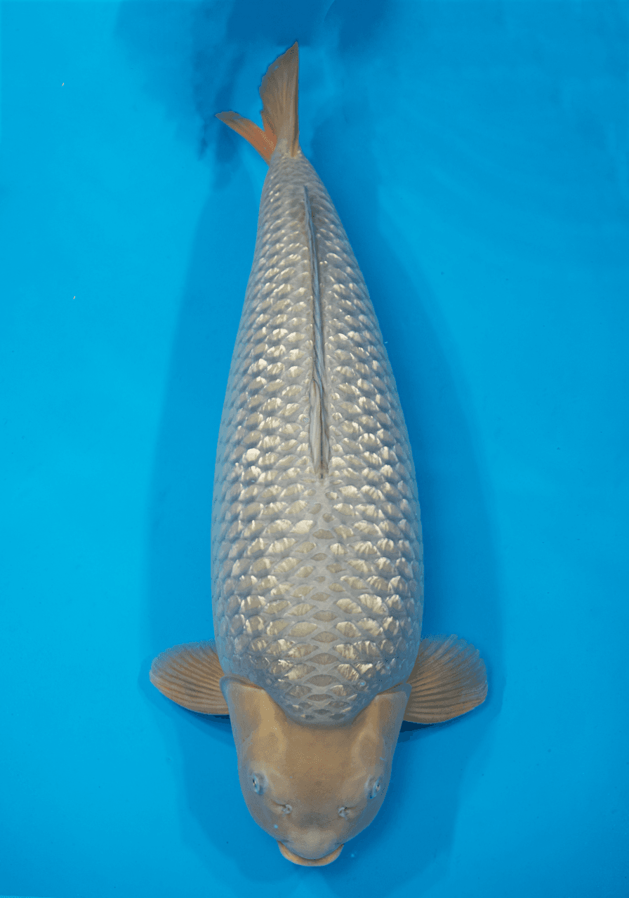 Japanse koi Marudo  Chagoi  Rokusai + 82cm