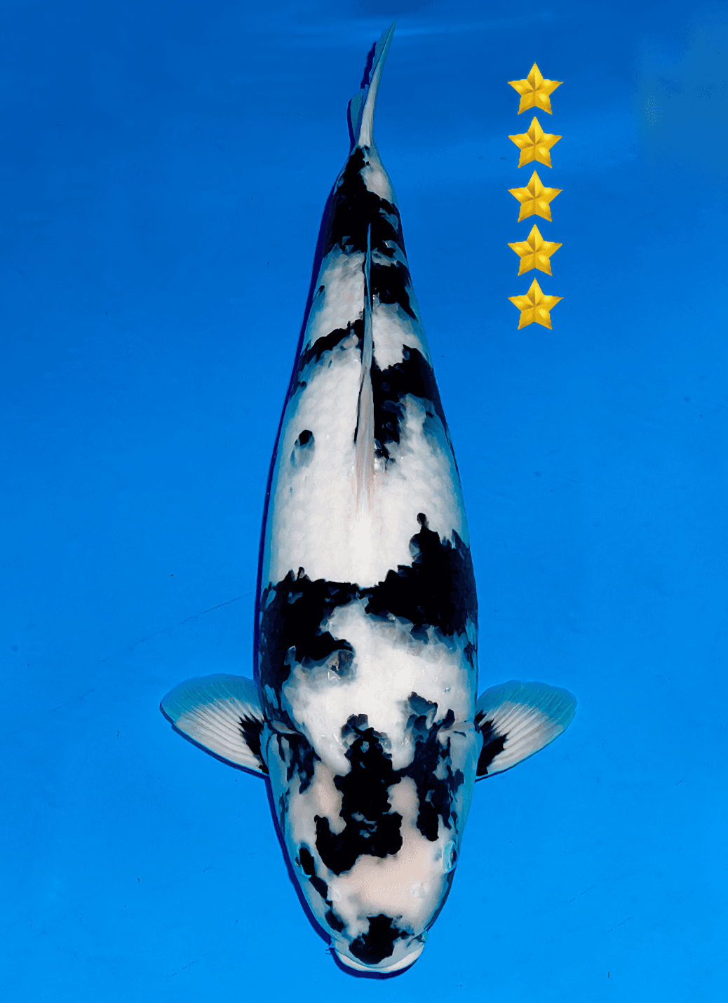 Japanse koi Ogata  Shiro-utsuri Omosako Nisai 64cm