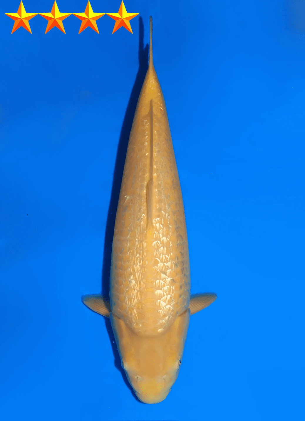 Japanse koi Dainichi Ginrin Karashigoi YellowMonkey Tosai 48cm