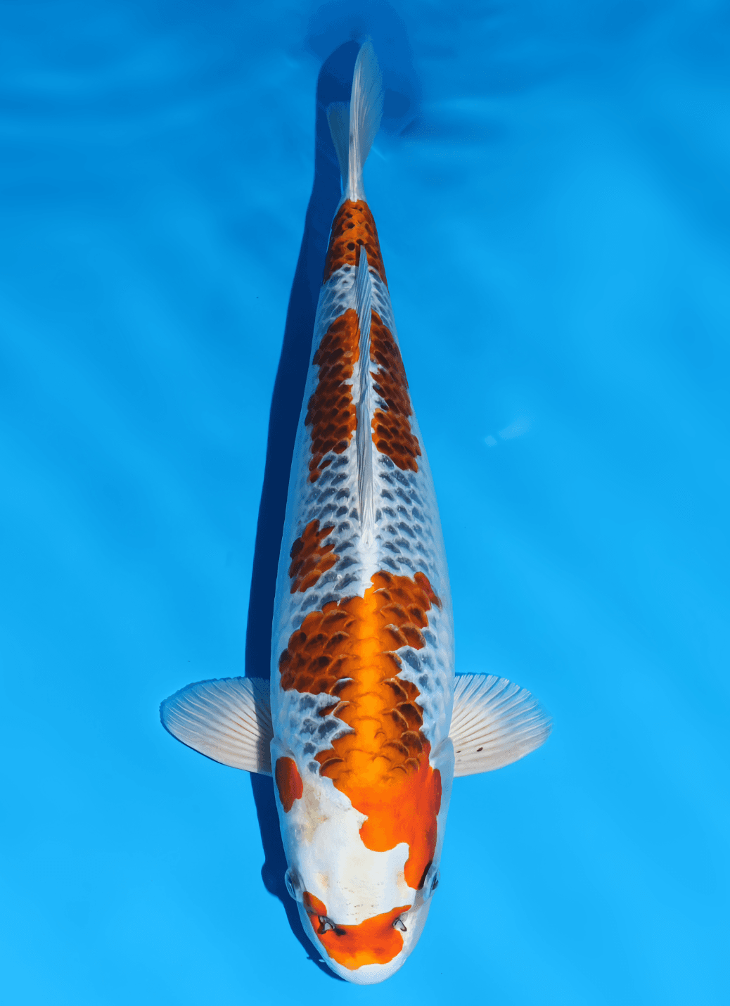 Japanse koi Omosako  Kujaku  Nisai 46cm