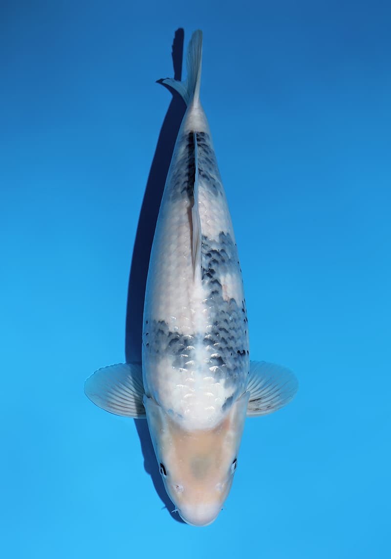 Japanse koi Omosako  Shiro-utsuri Y-1 Sansai 50cm