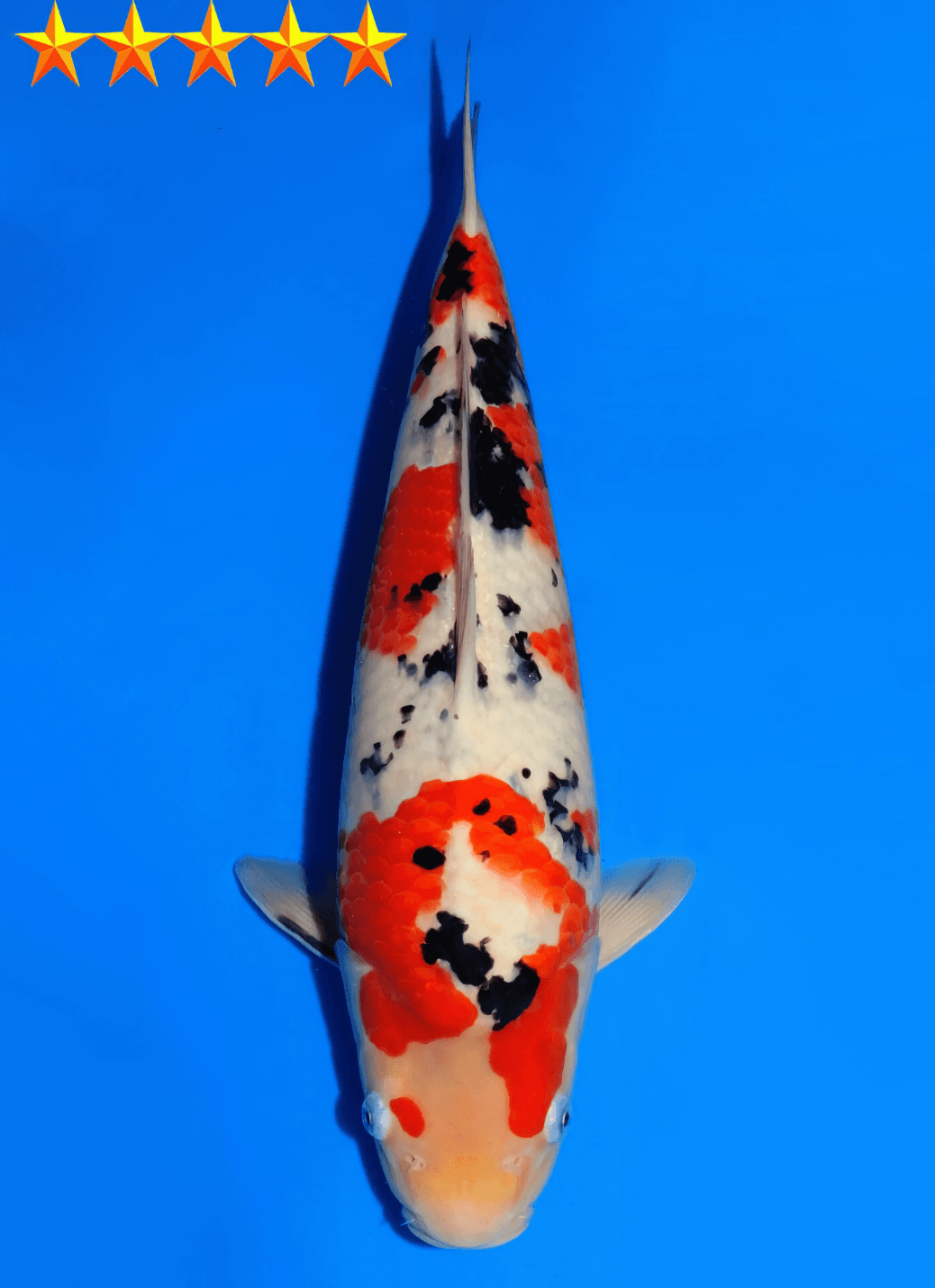 Japanse koi Dainichi  Sanke MSankeJr Tosai 43cm