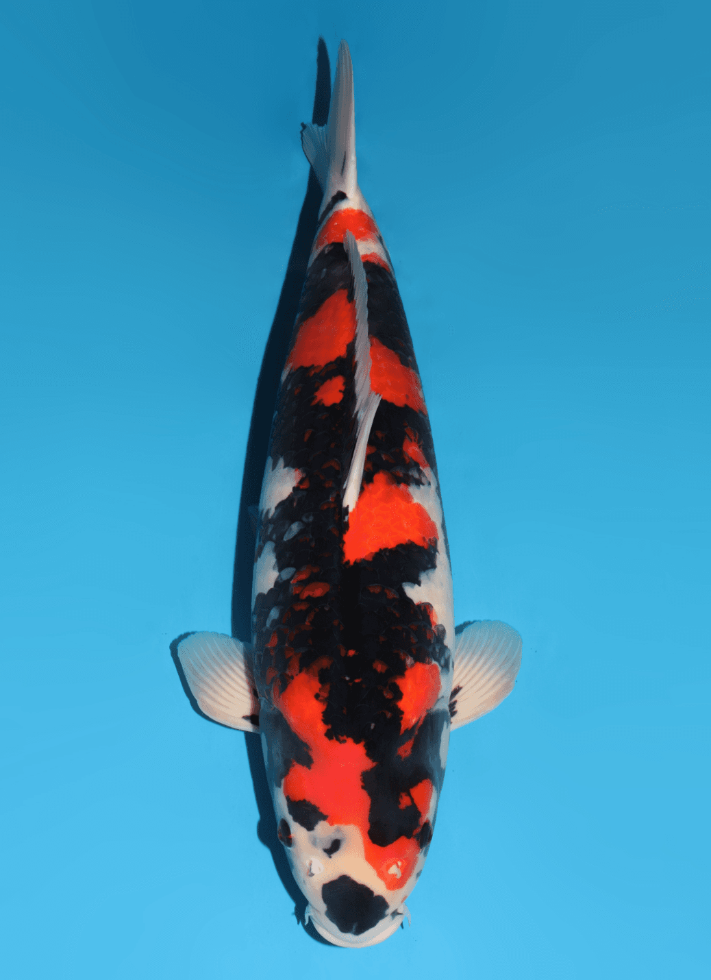 Japanse koi Dainichi  Showa Monroe Sansai 67cm