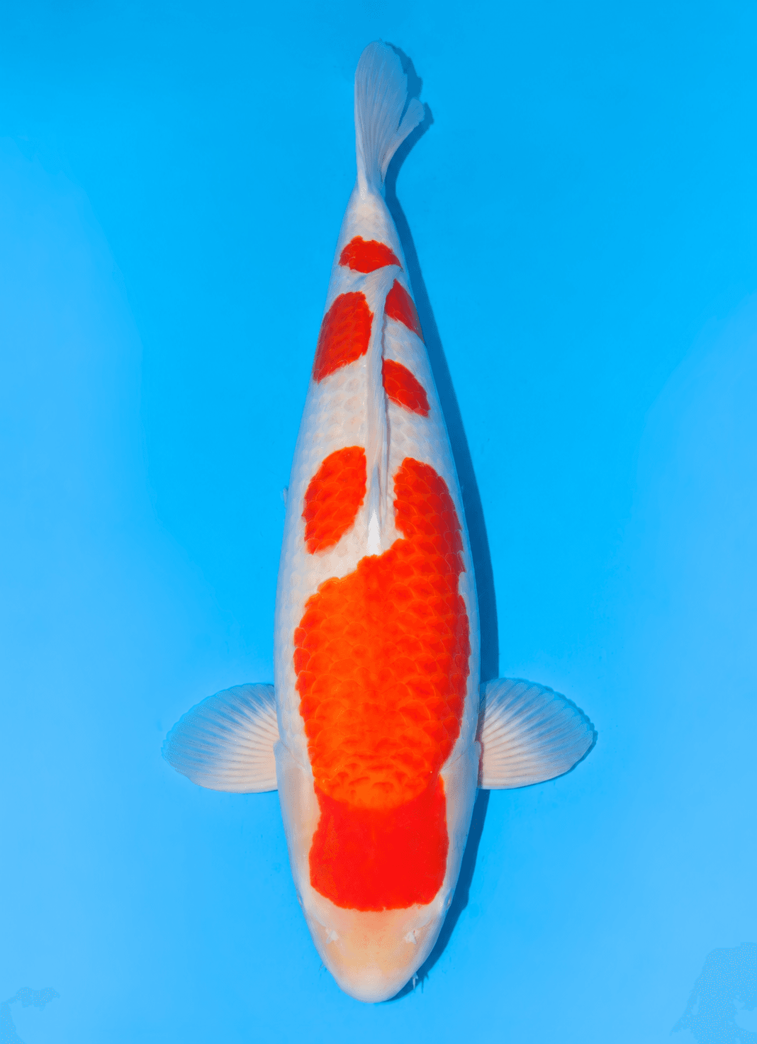 Japanse koi Momotaro  Kohaku  Yonsai 74cm