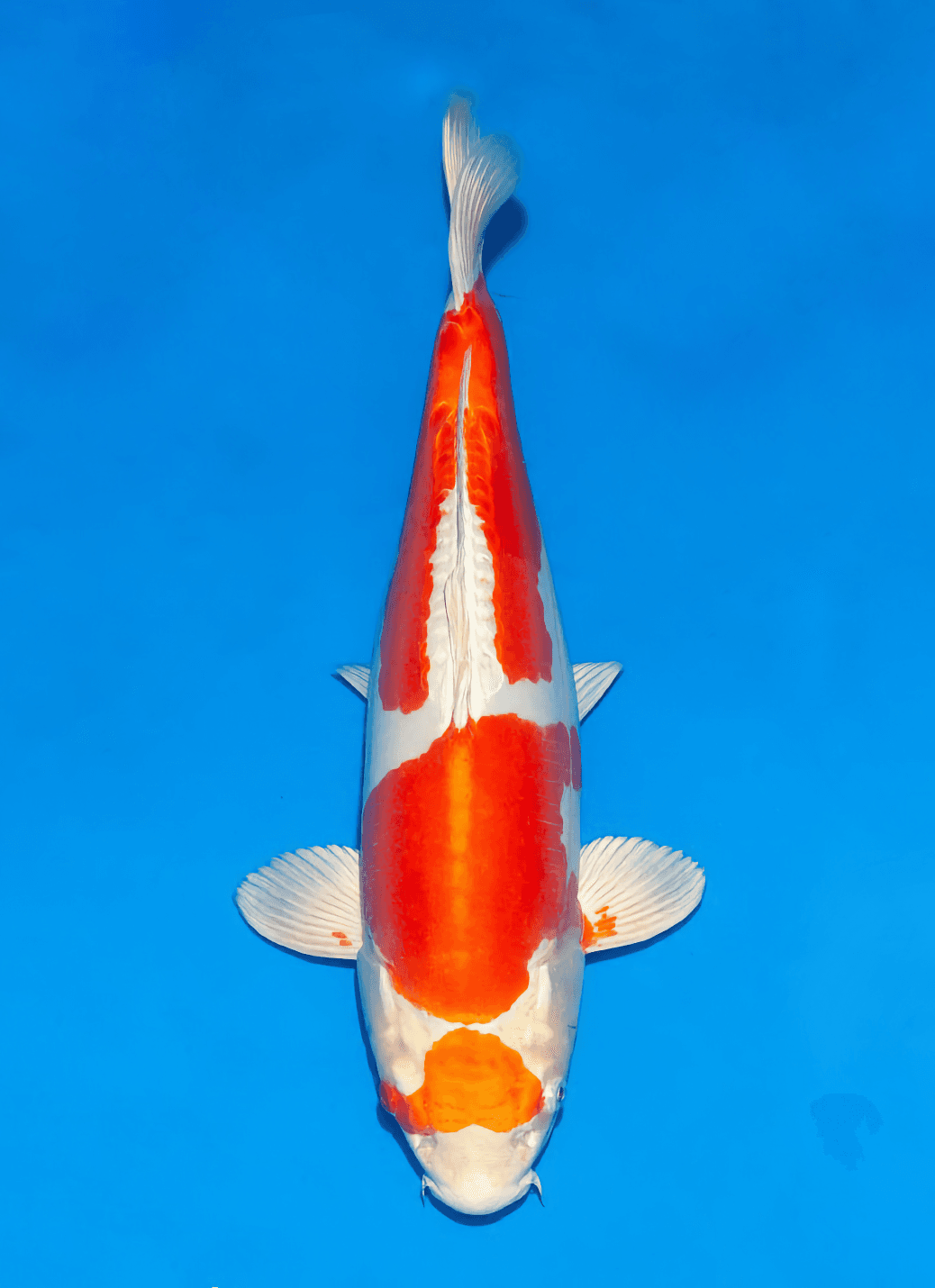 Japanse koi Ogata Doitsu Kohaku Murasaka Nisai 47cm