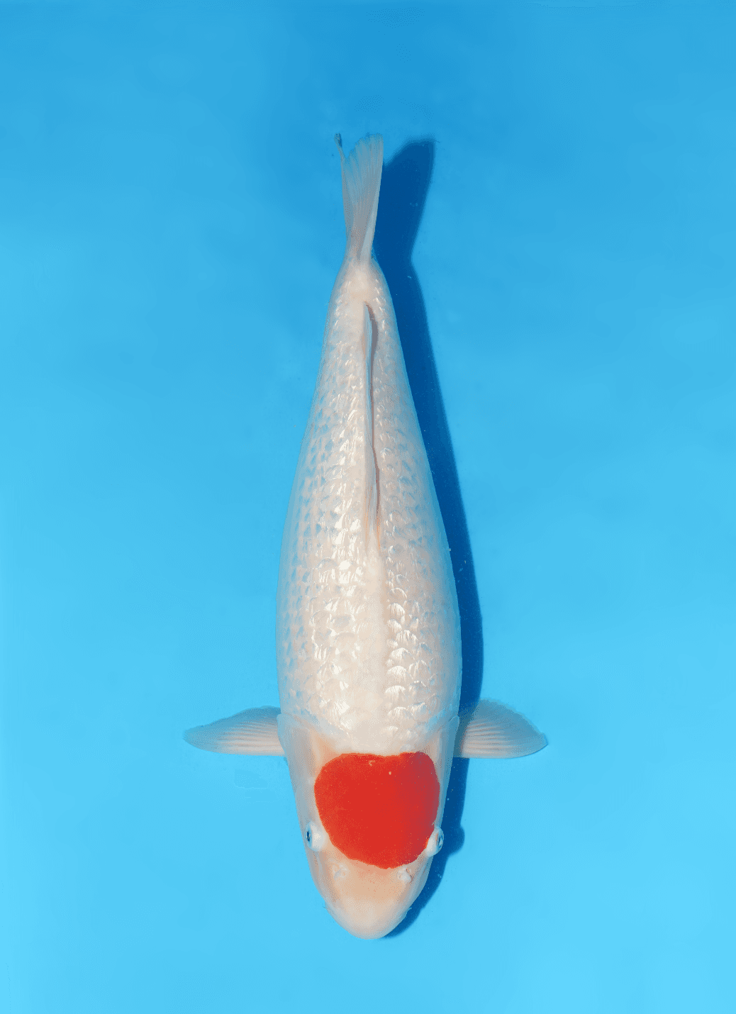 Japanse koi Dainichi Ginrin Kohaku XGinrin Nisai 50cm