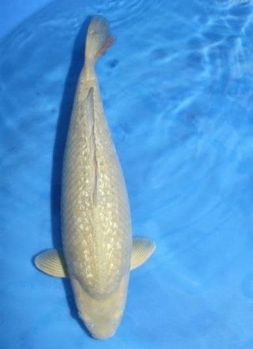 Japanse koi Marudo Ginrin Chagoi Rokusai + 95 cm Female