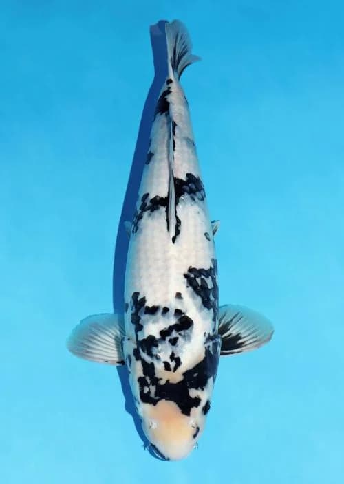 Japanse koi Omosako  Shiro-utsuri Black Panda Nisai 66cm