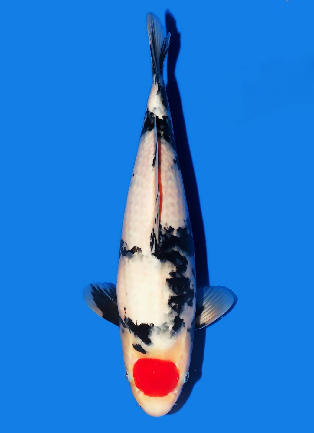 Japanse koi Isa  Showa Getsumen Tosai 37cm
