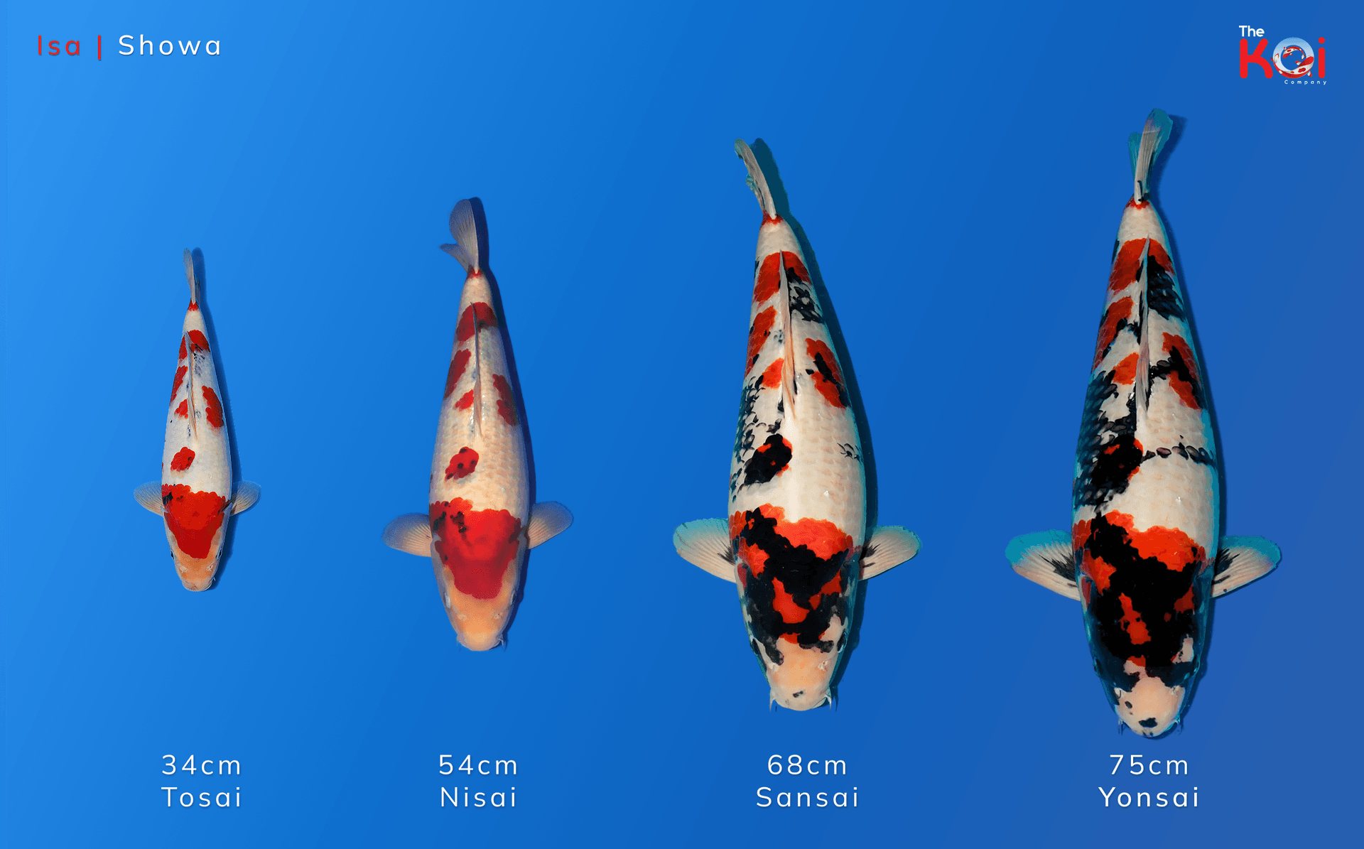 Japanse koi ontwikkeling Isa Showa koi evolutie