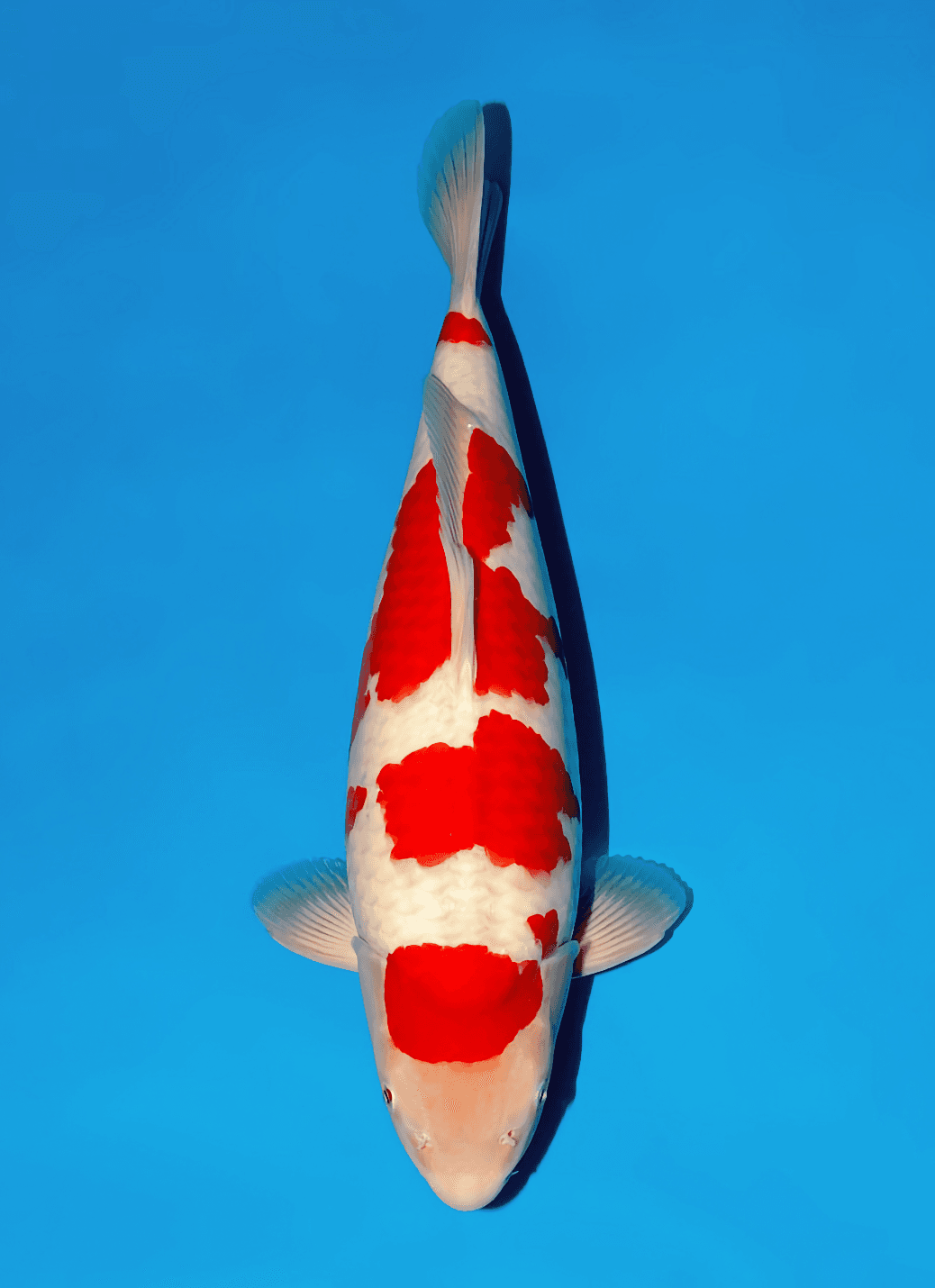 Japanse koi Momotaro  Kohaku Kamuy Tosai 49cm
