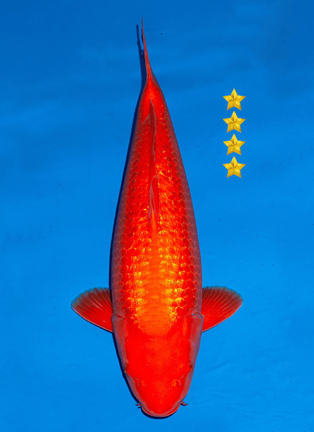 Japanse koi Ogata Ginrin Benigoi Taiho Sansai 58cm