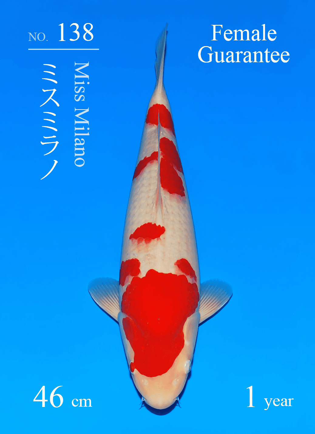 Japanse koi Sakai Fish Farm  Kohaku Miss Milano Tosai 46cm