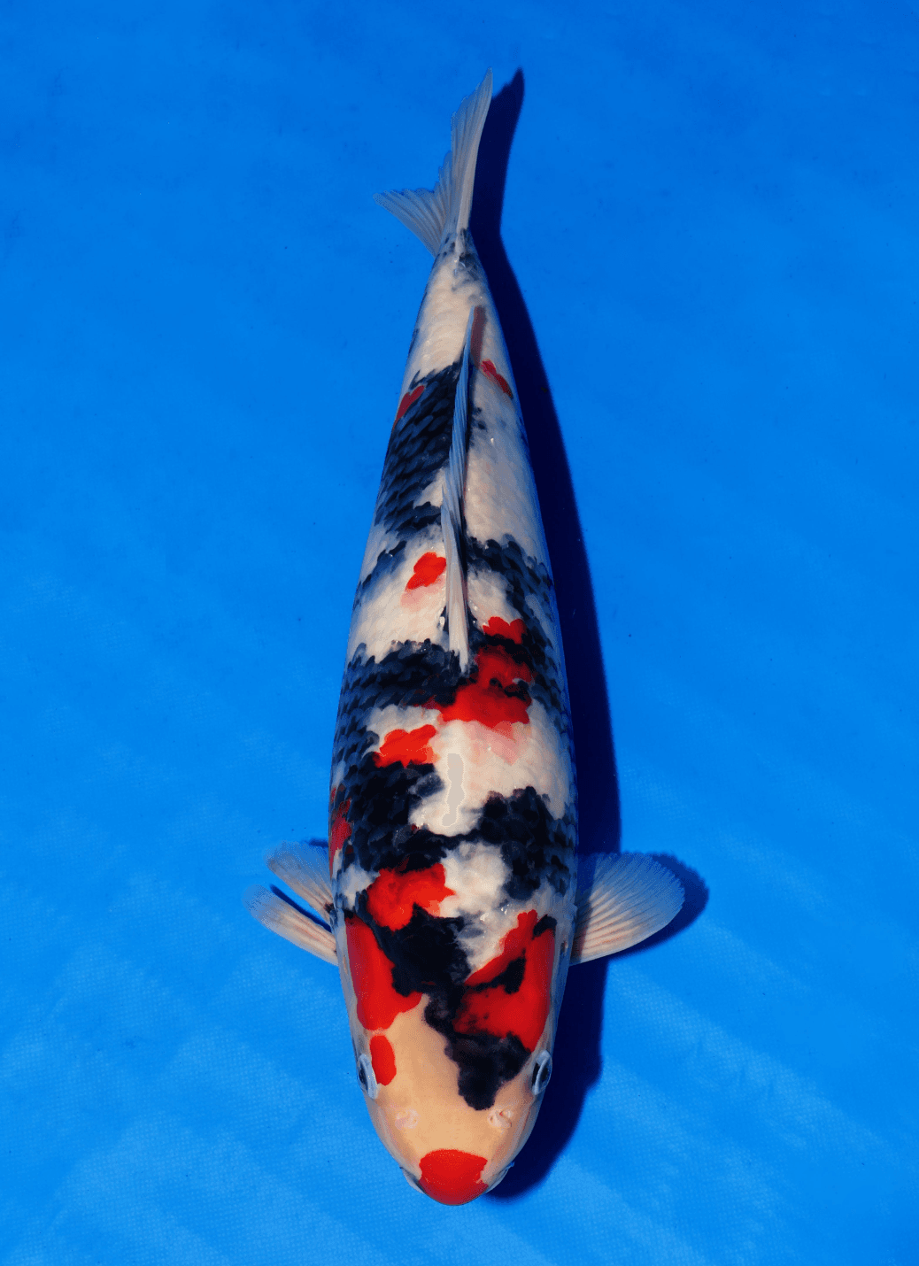 Japanse koi Isa  Showa Zundou Tosai 44cm