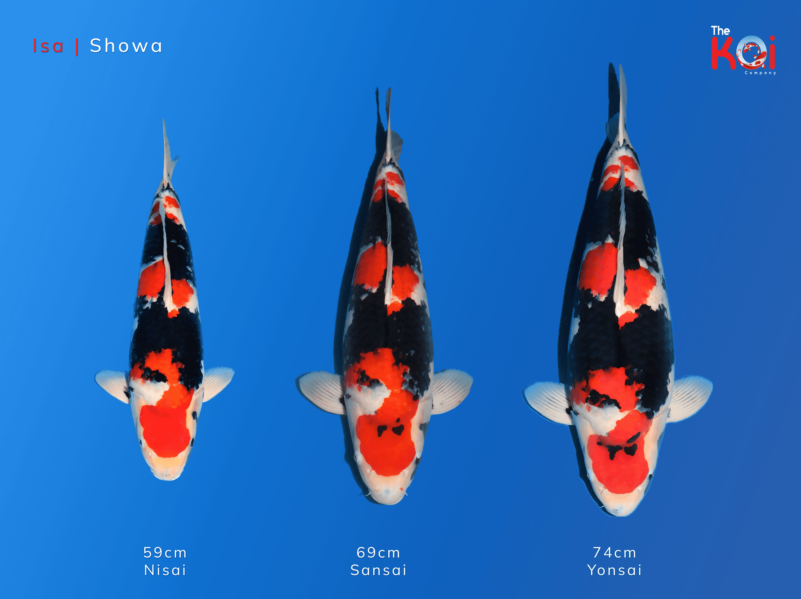 Japanse koi ontwikkeling Dainichi Showa MonaLisa