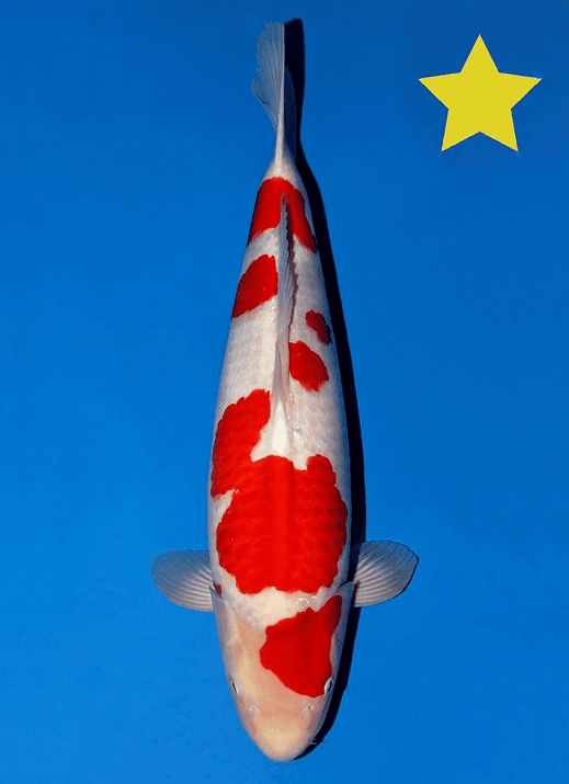 Japanse koi Momotaro  Kohaku Mako Gosai 72cm