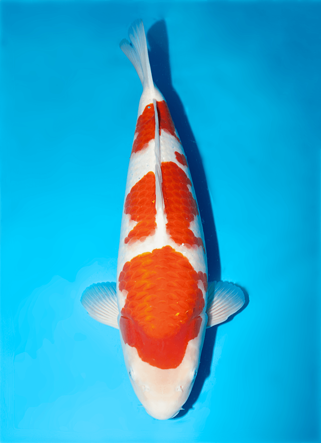 Japanse koi Isa  Kohaku  Nisai 52cm