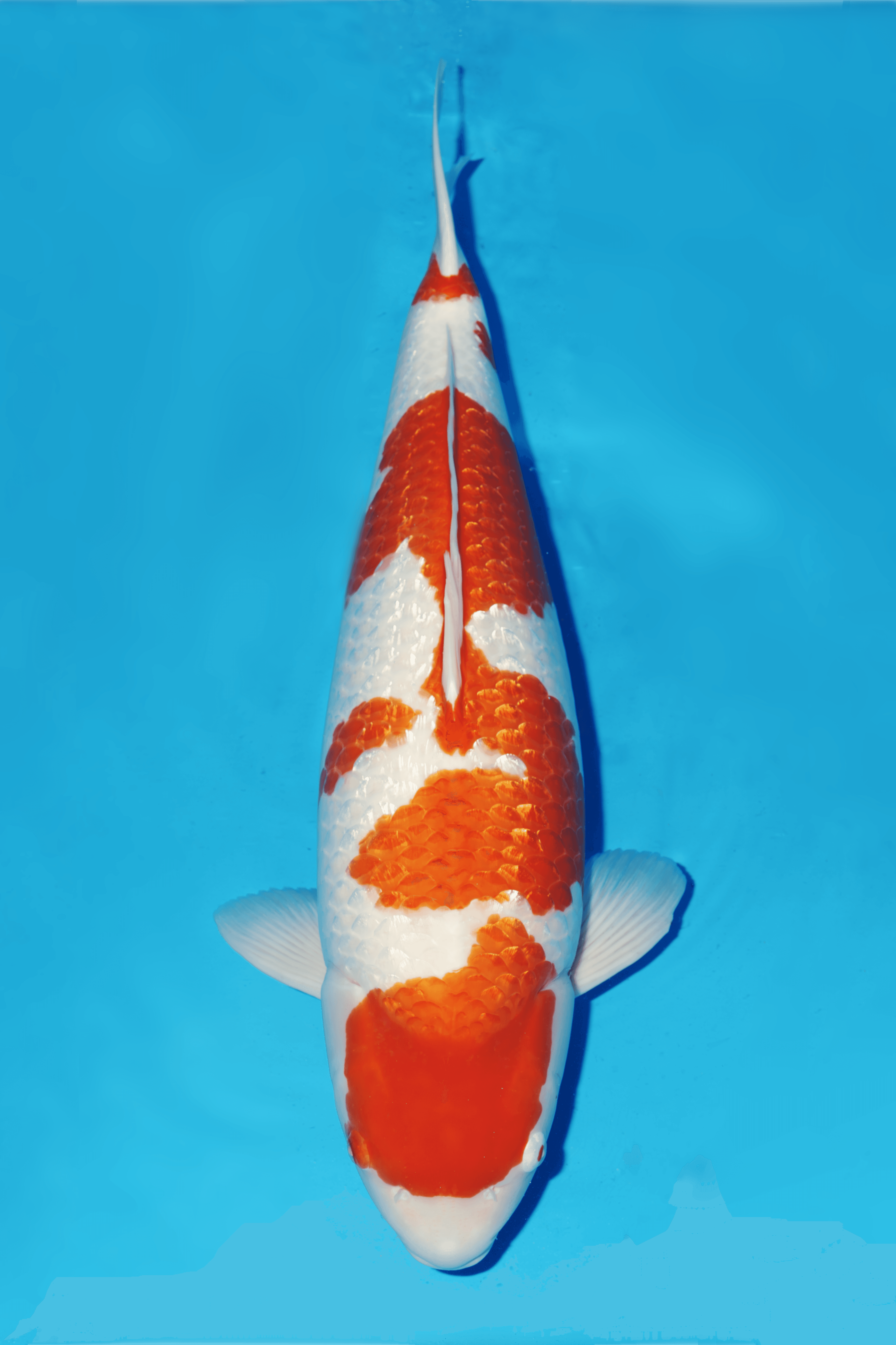 Japanse koi Momotaro Ginrin Kohaku  Yonsai 84cm