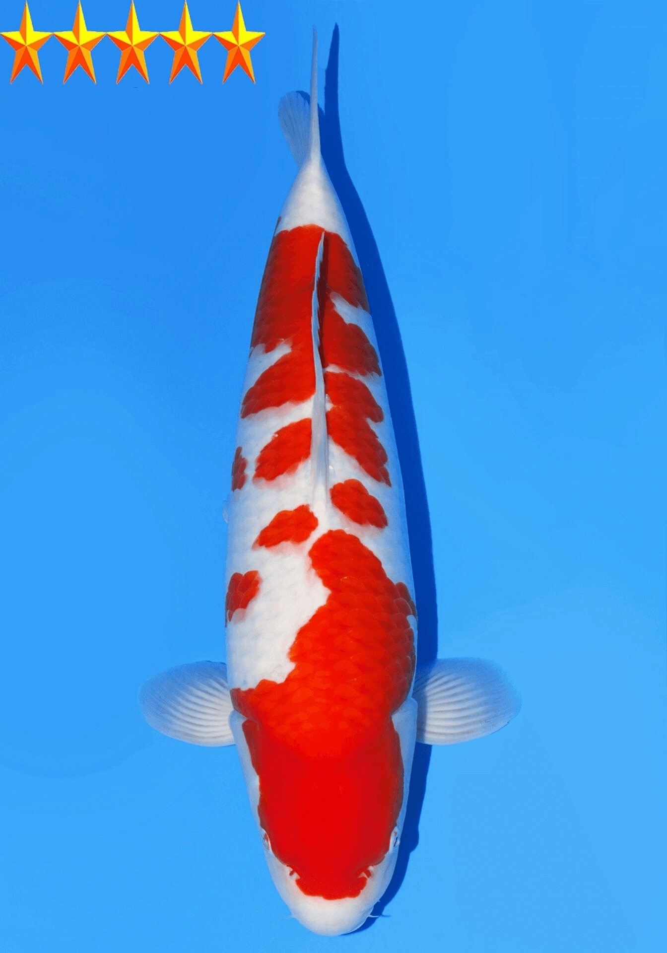 Japanse koi Dainichi Toyota  Kohaku Kinsen Yonsai 75cm
