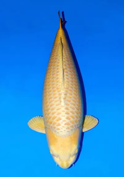 Japanse koi Sakai Fish Farm  Mukashi Ogon SilverFox Rokusai + 101cm